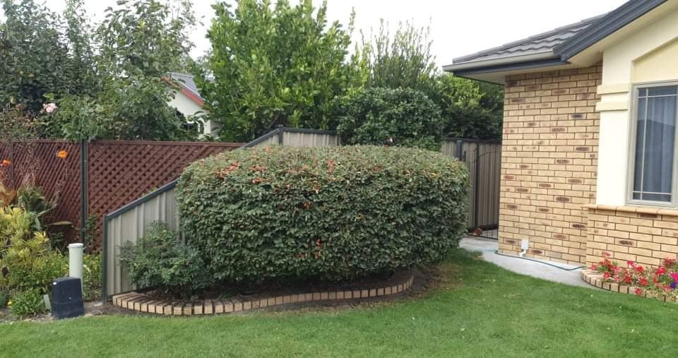 Bush after pruning