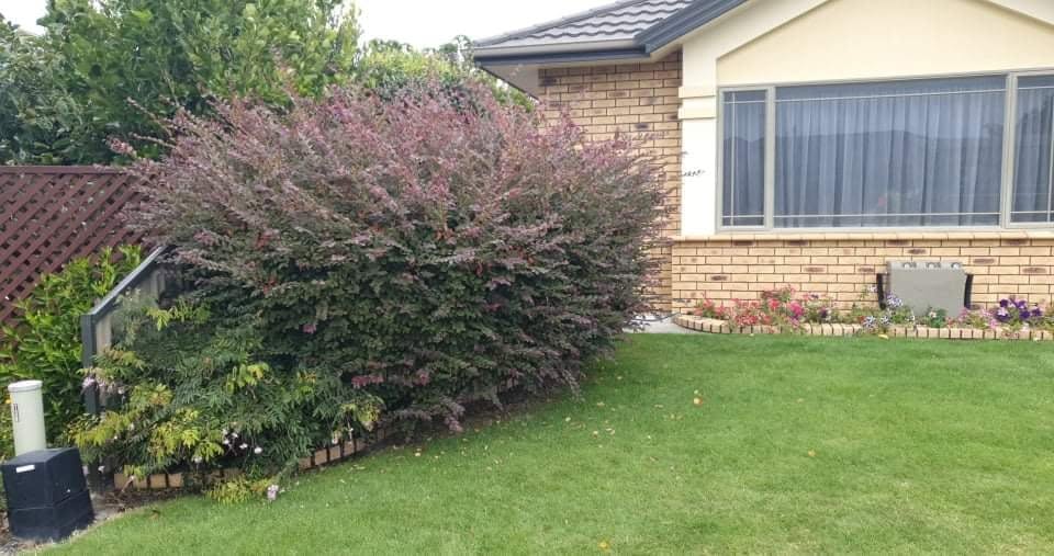Overgrown bush before pruning