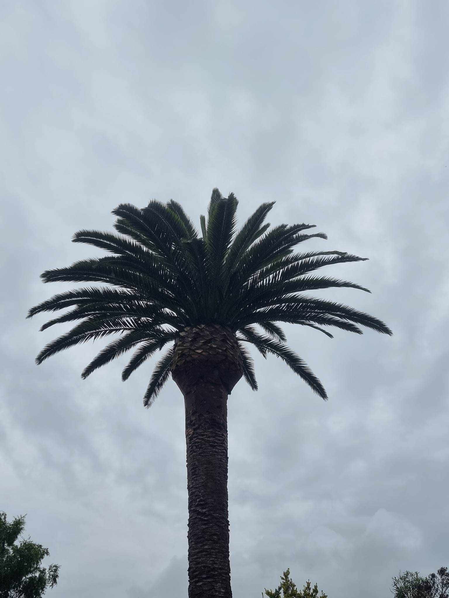 Palm tree after pruning
