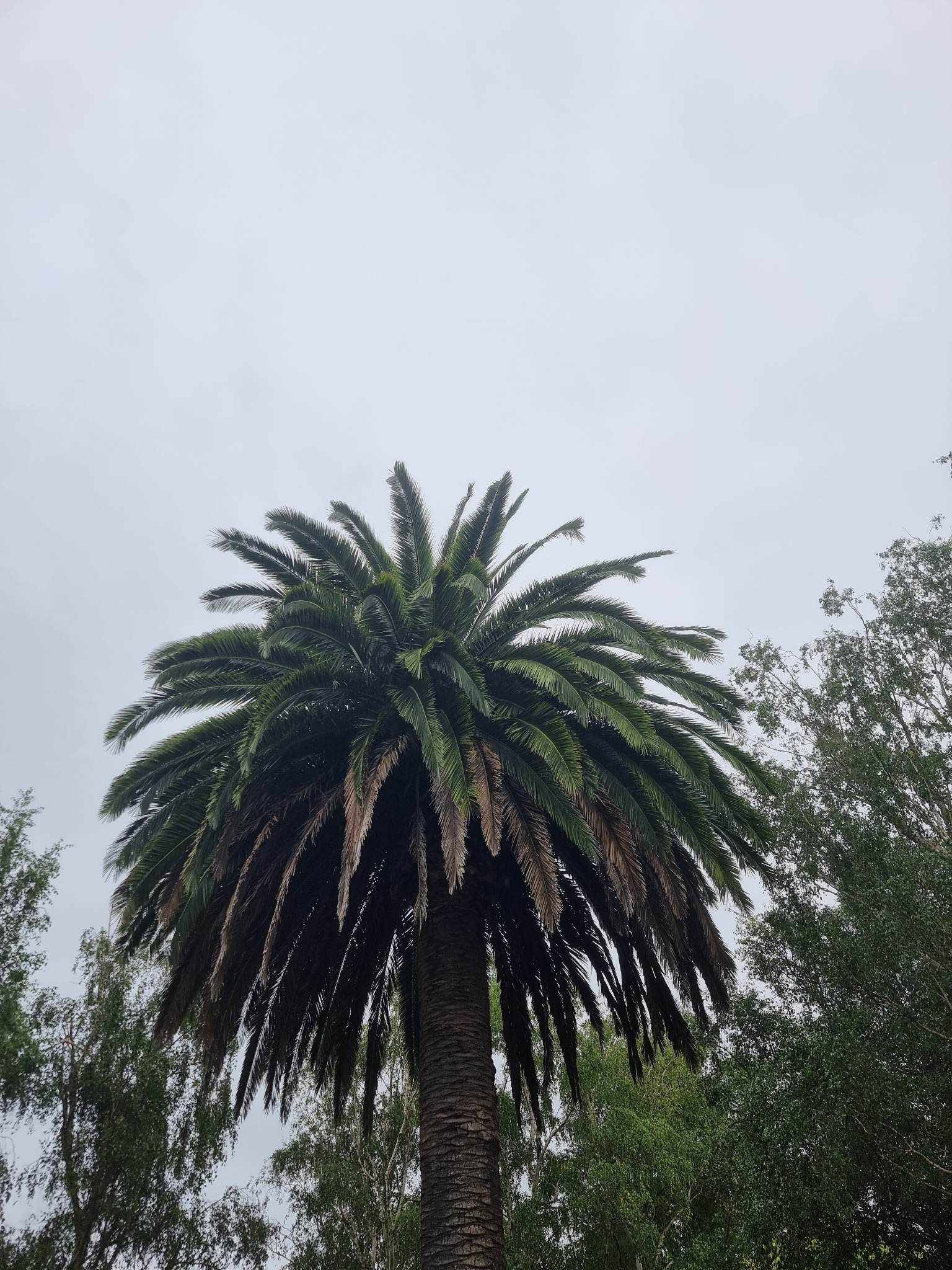 Palm tree before pruning