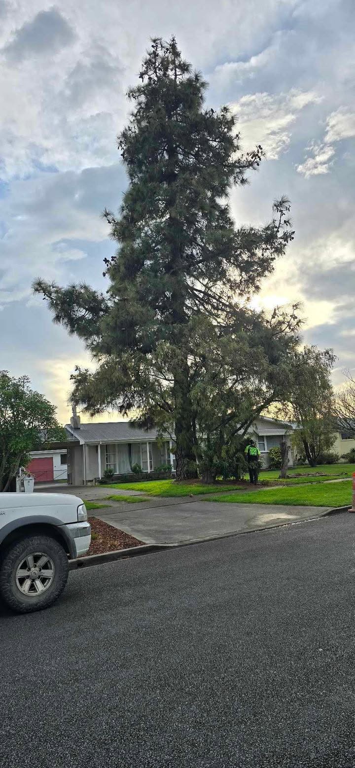 Large pine tree before removal
