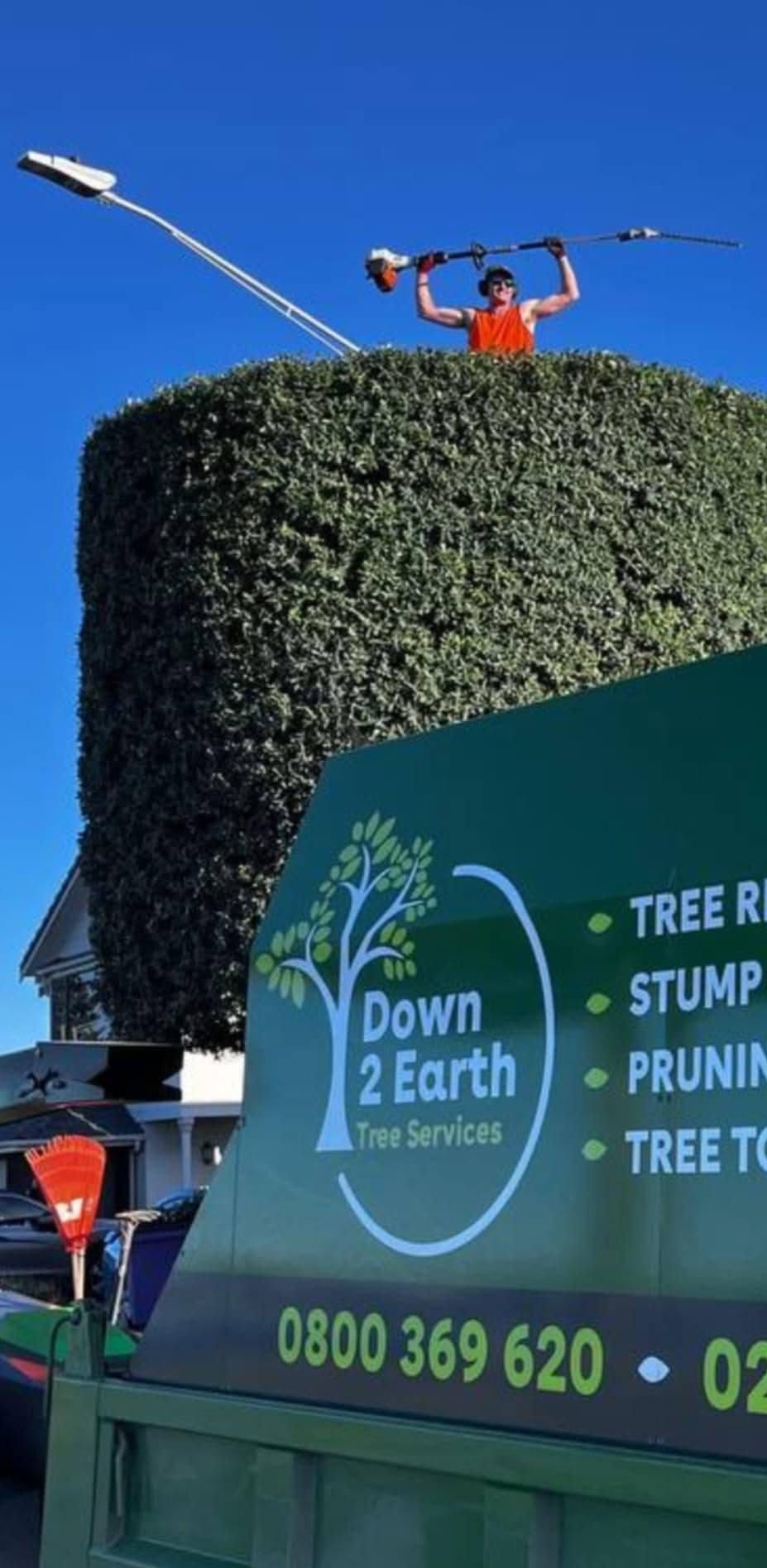 Trimming a tall hedge, Hawke's Bay
