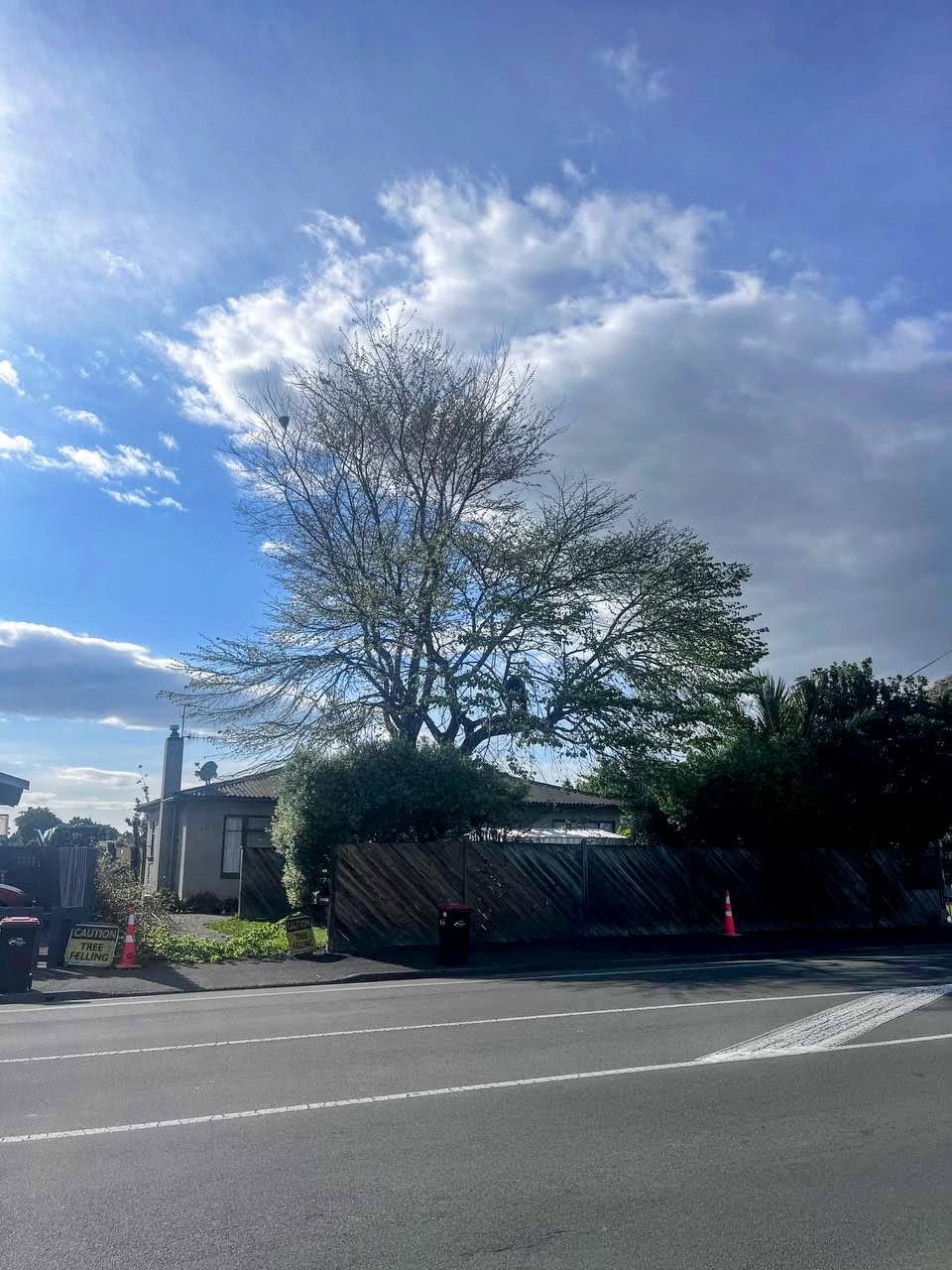 Large tree before felling