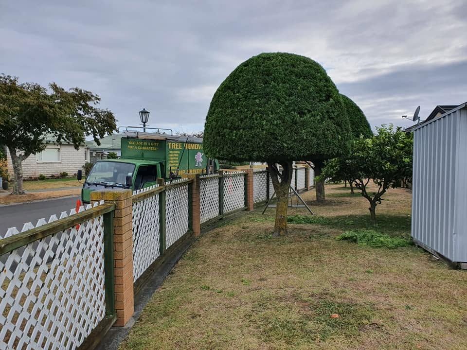 Tree pruning and shaping in Hawke's Bay by Down 2 Earth