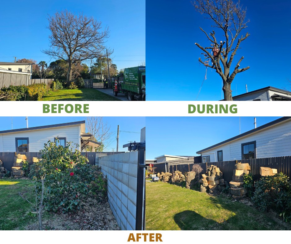 Before, during and after tree removal in Hawke's Bay by Down 2 Earth