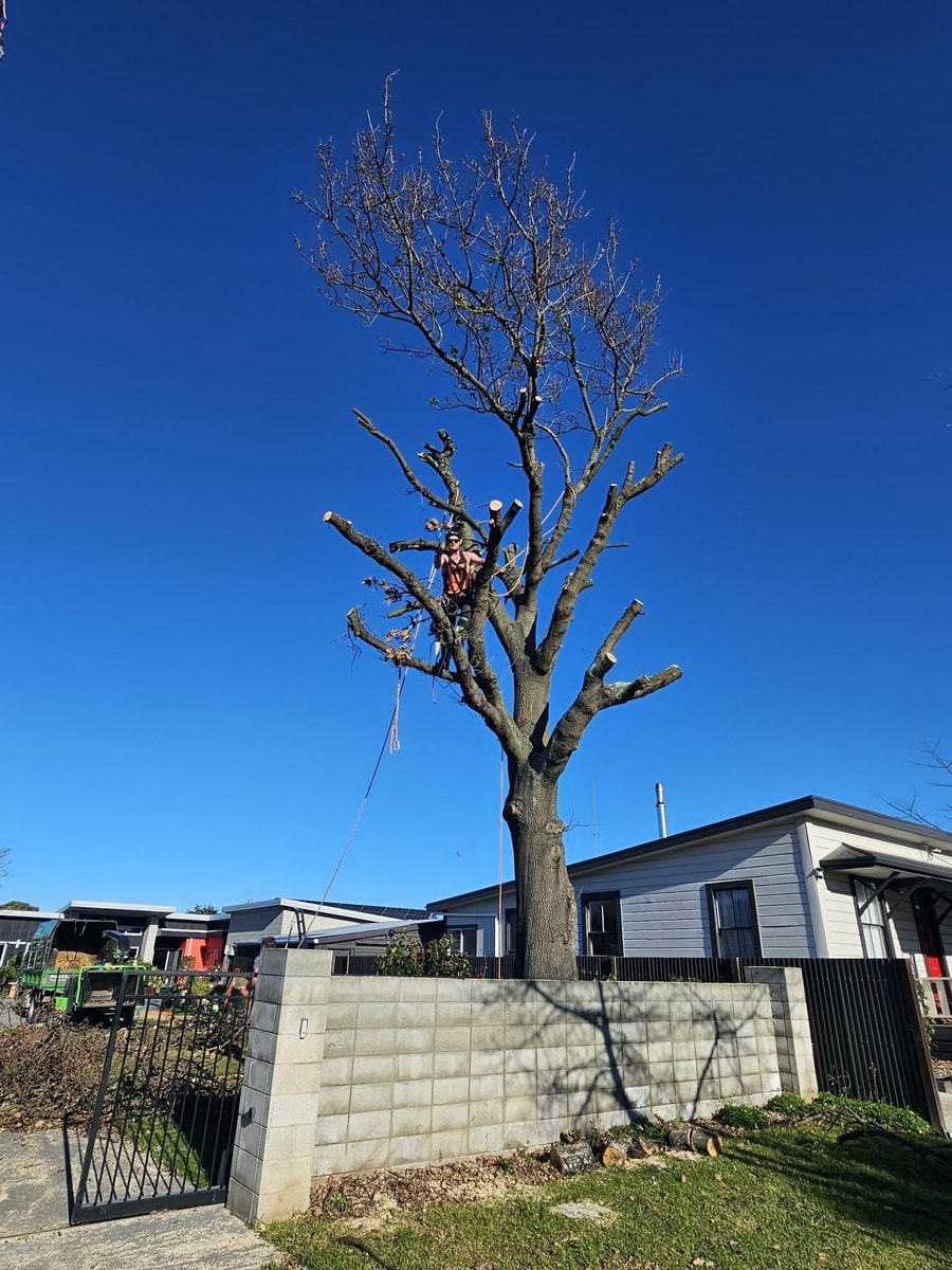 Tree removal in Hawke's Bay by Down 2 Earth
